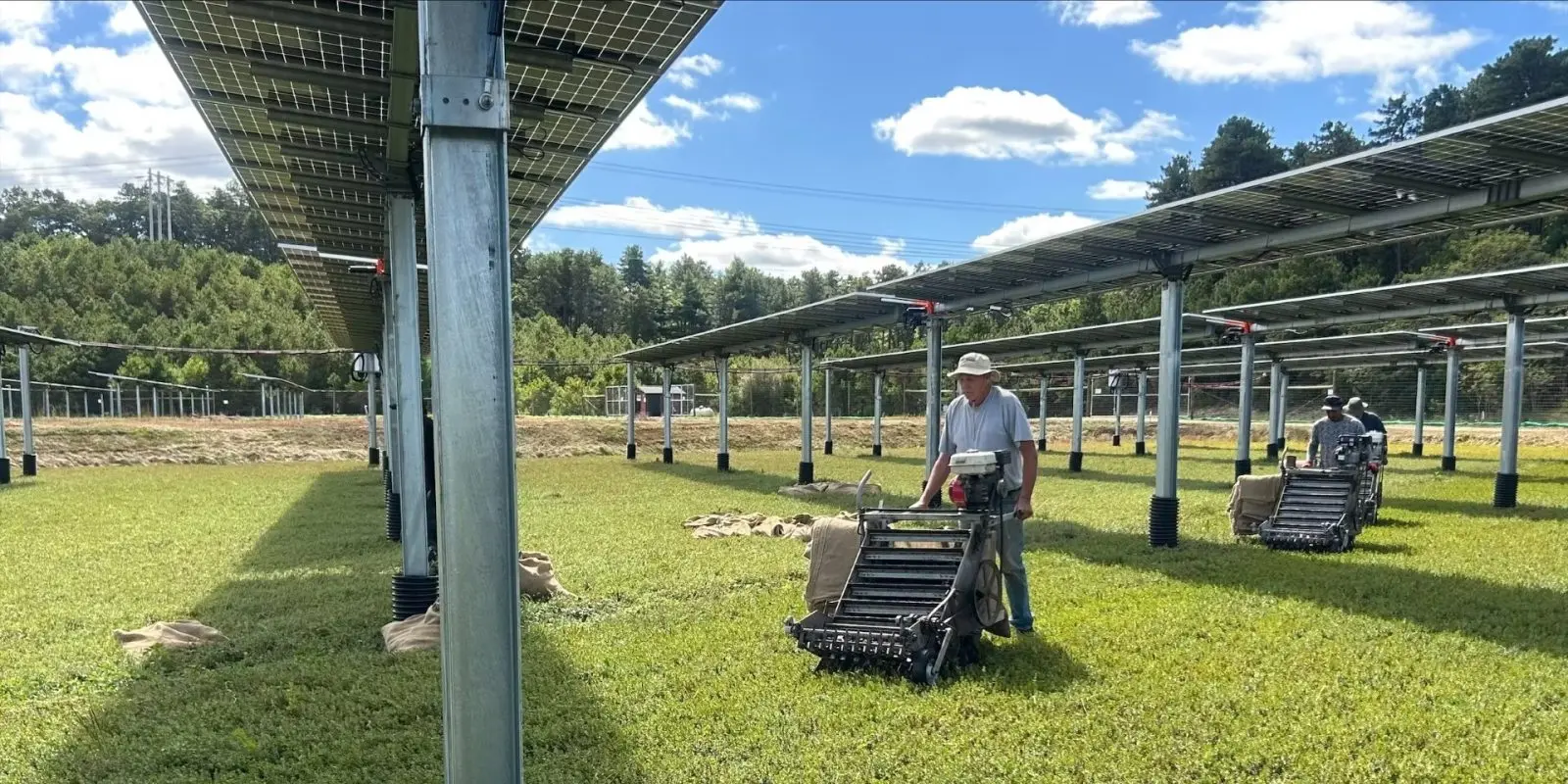 solar cranberry bogs